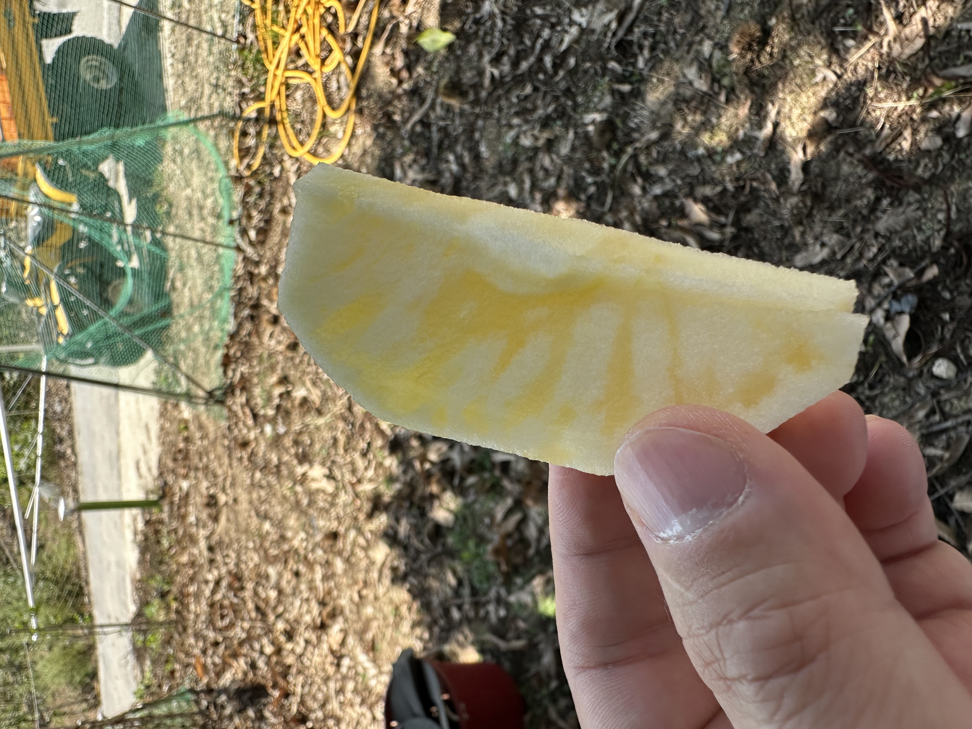 먹음직 스러운 사과