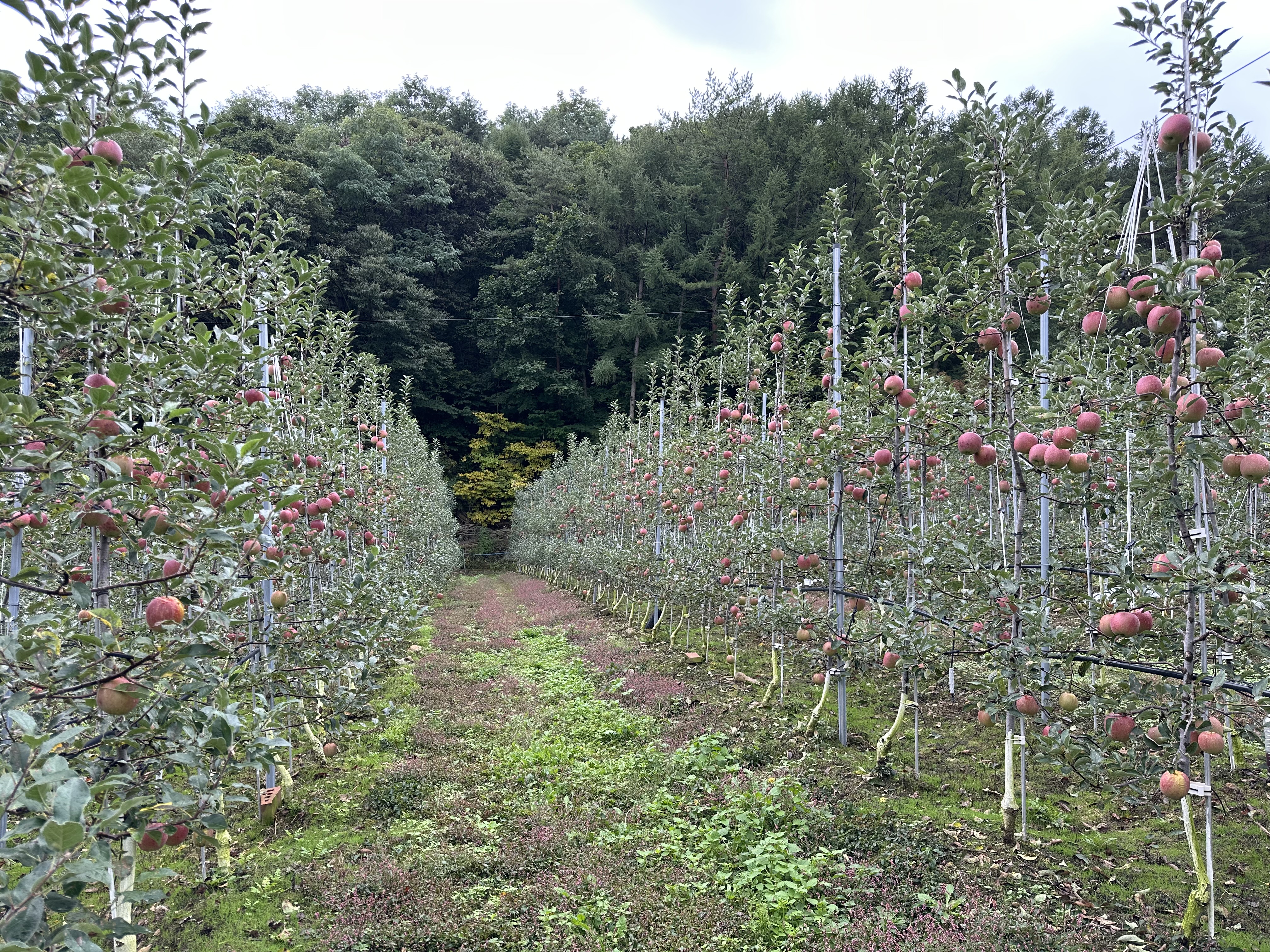 사과문 농장의 시작