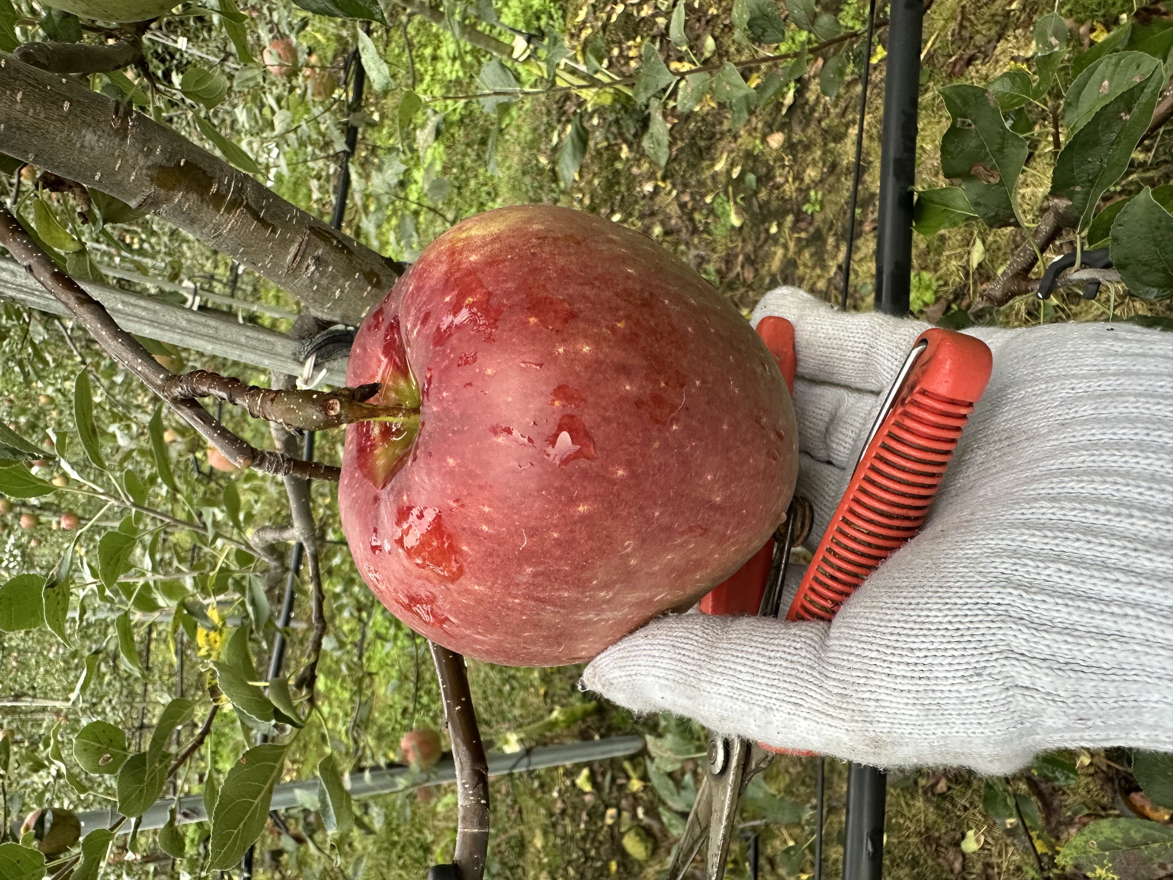 사과문 농장의 시작