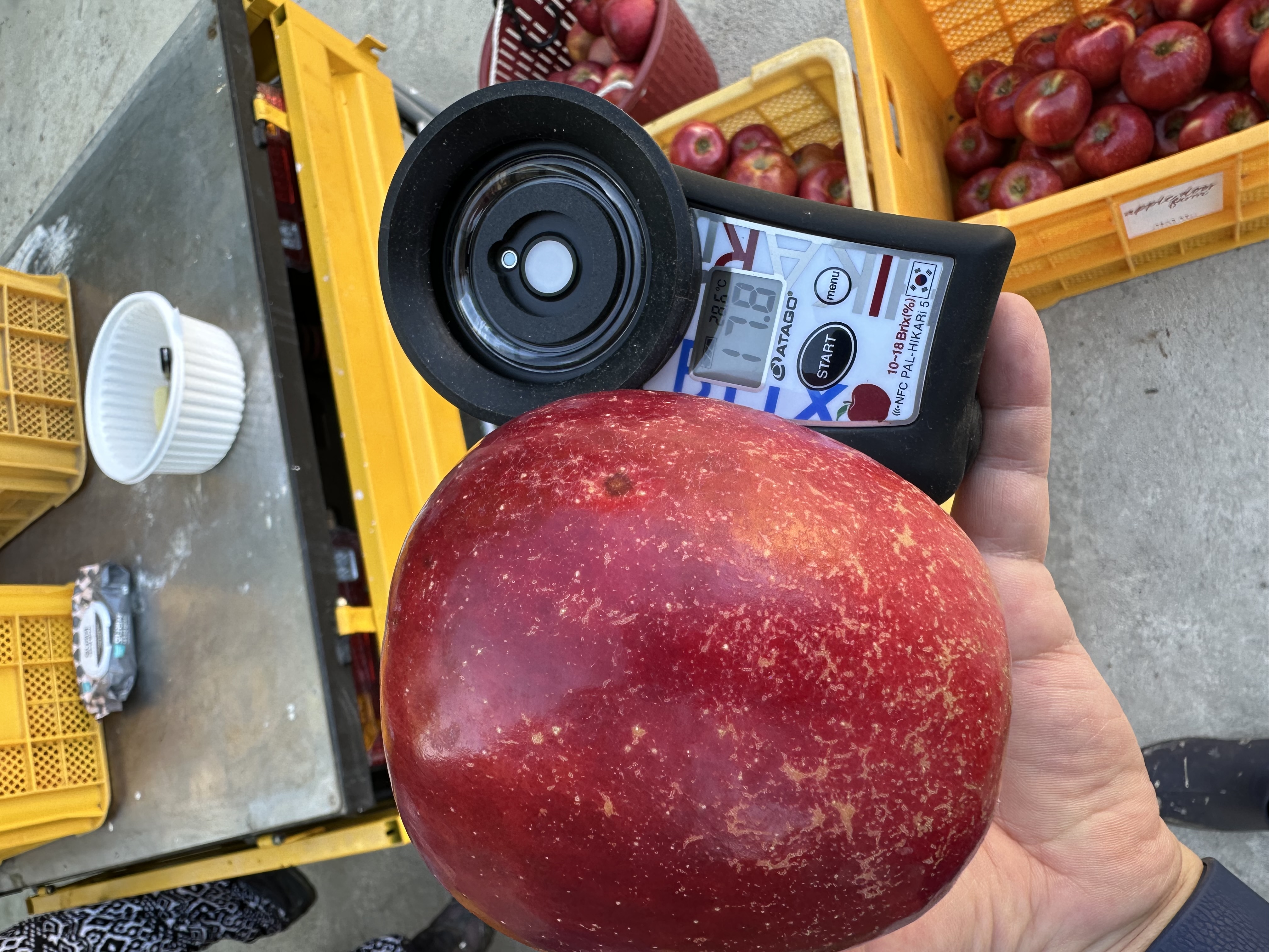 사과 당도체크!