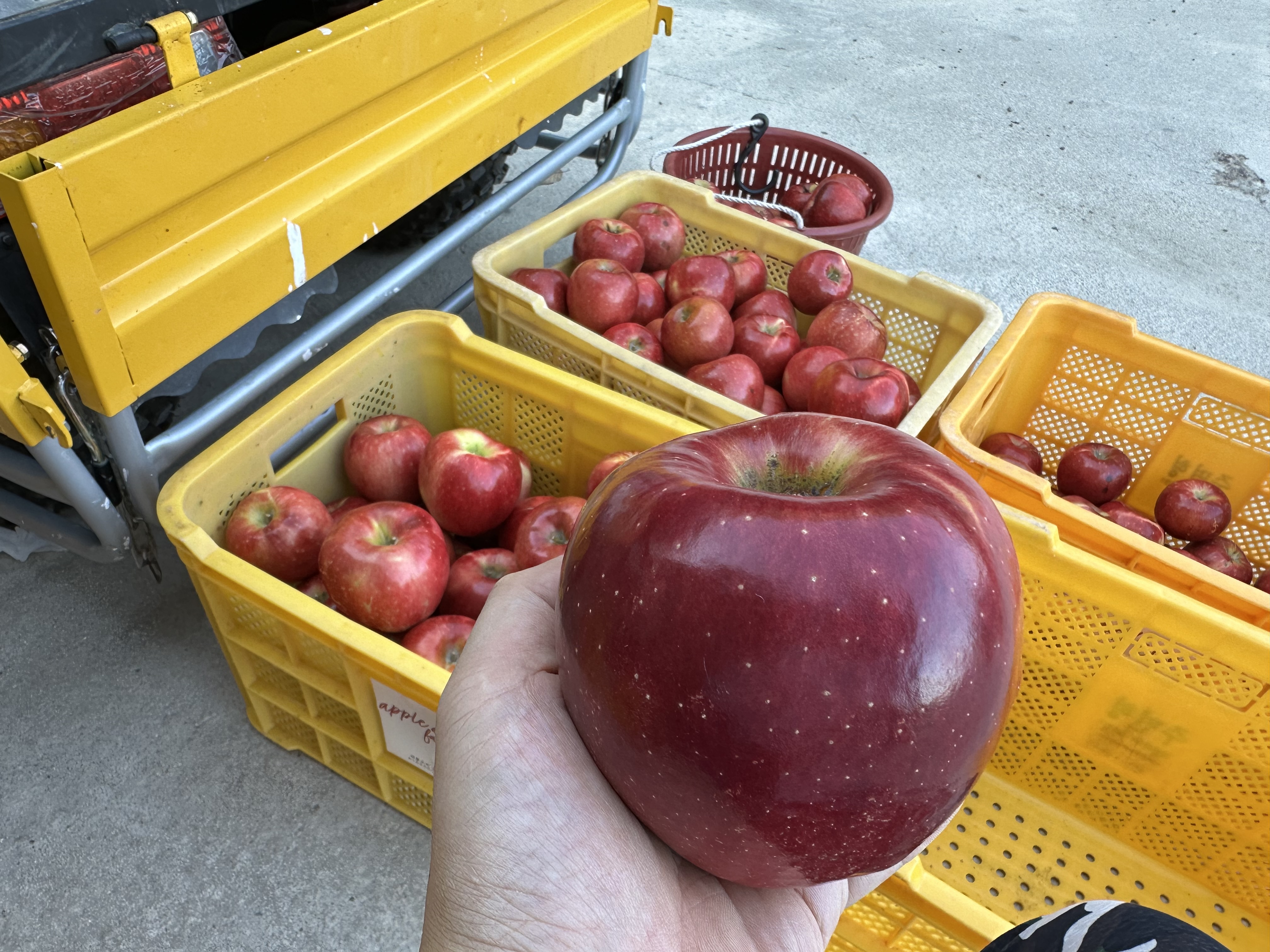 감홍 당도체크!